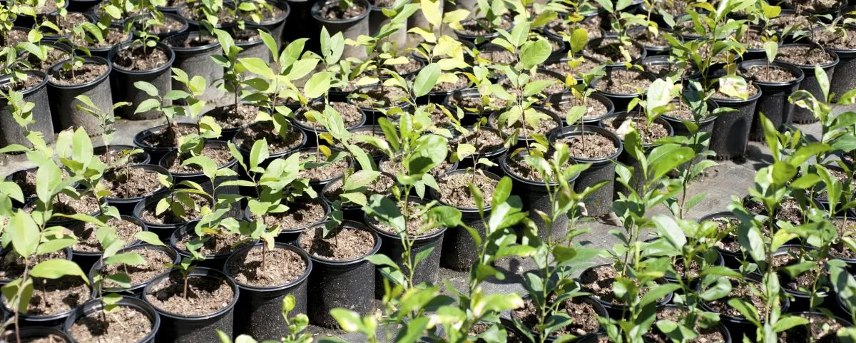 Asesoría en viveros de árboles en el Tolima Asesoría en viveros de árboles en el Tolima
