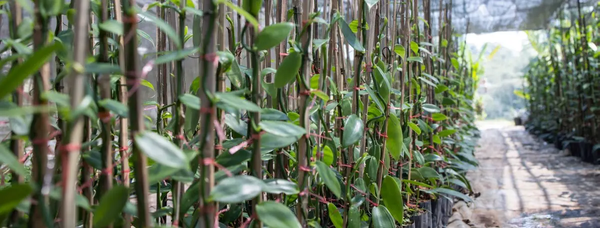 Asesoría en Viveros forestales frutales en Tolima Asesoría en Viveros forestales frutales en Tolima