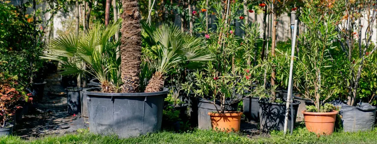 Cultivo en viveros de árboles en el Tolima