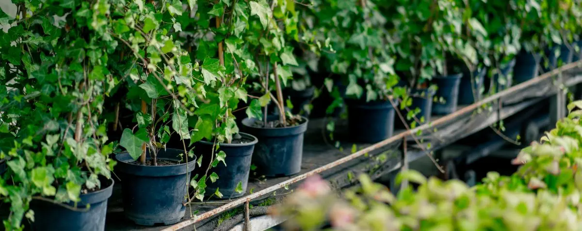 Venta al detal en viveros de árboles en el Tolima Venta al detal en viveros de árboles en el Tolima