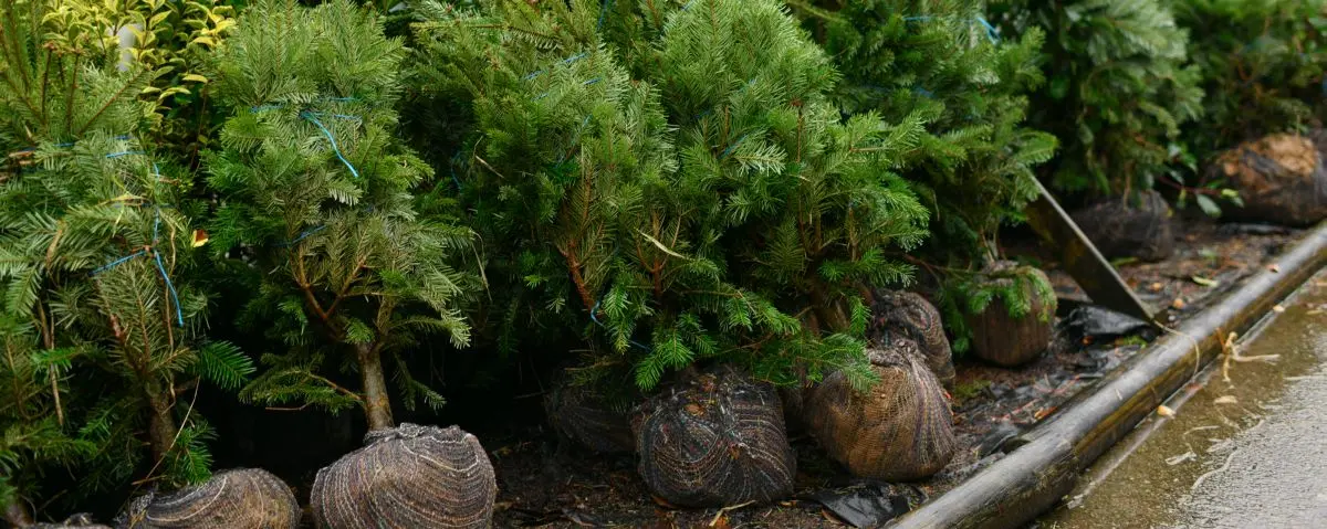 Venta al detal en viveros forestales frutales en Tolima Venta al detal en viveros forestales frutales en Tolima