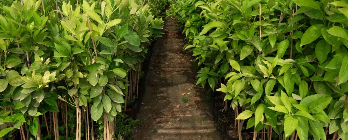 Viveros forestales frutales de Limón Tahití en Tolima